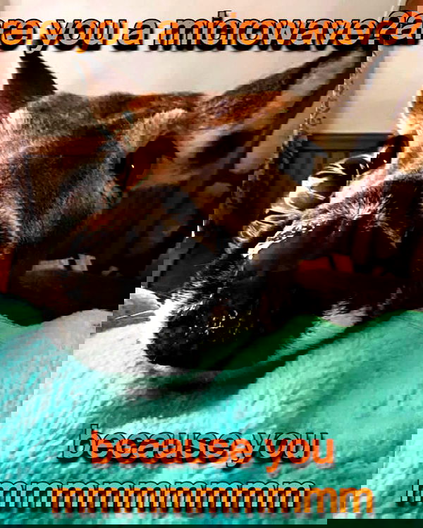 iamm3dusa image ~ Altpins