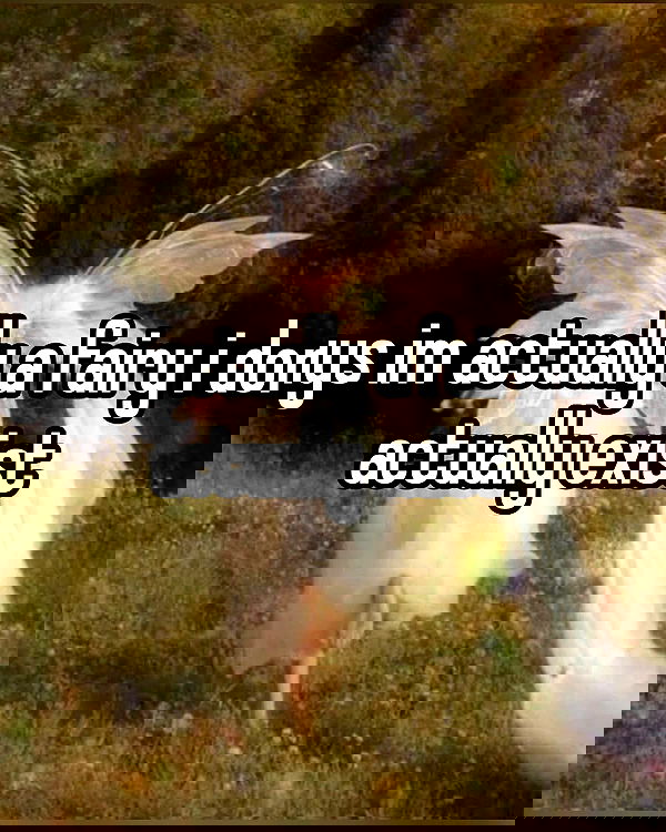 iamm3dusa image ~ Altpins