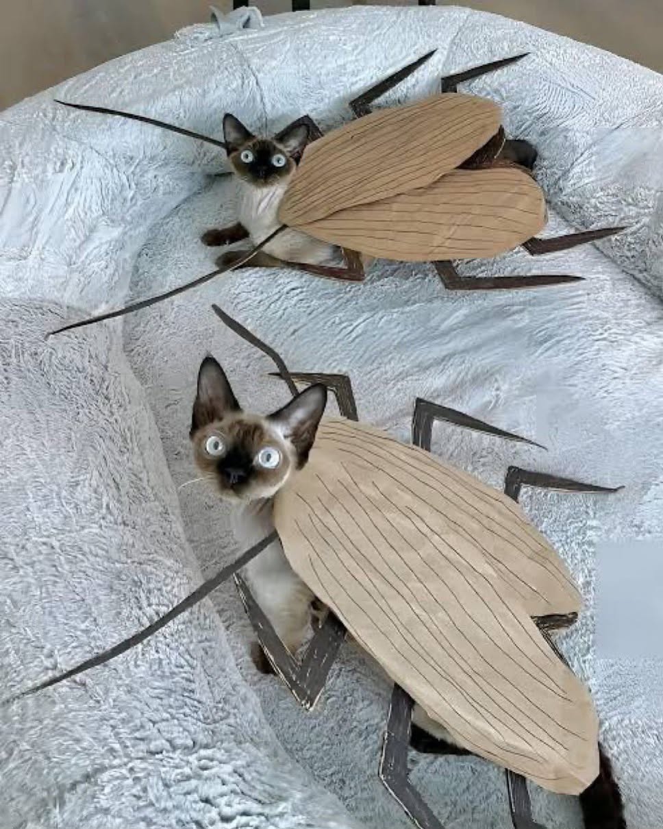 iamm3dusa instagram image archive image