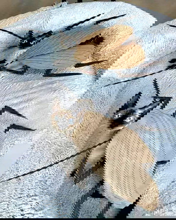 iamm3dusa image ~ Altpins