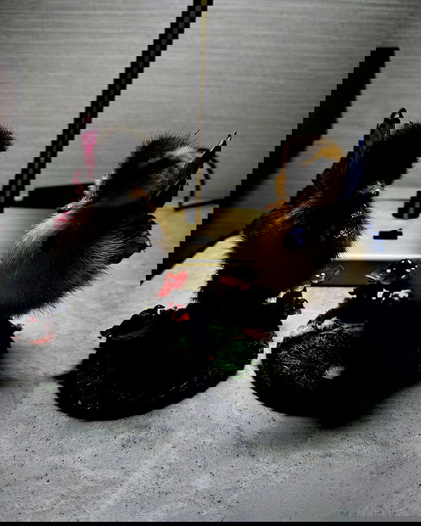 iamm3dusa image ~ Altpins