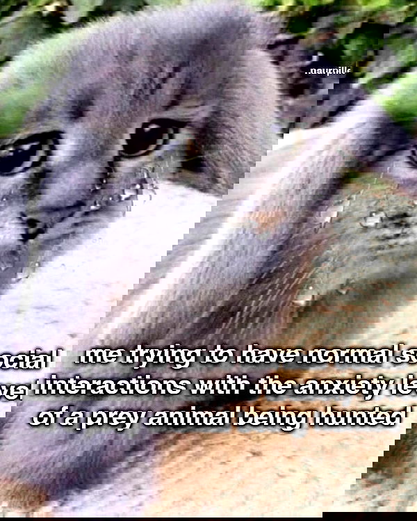 iamm3dusa image ~ Altpins