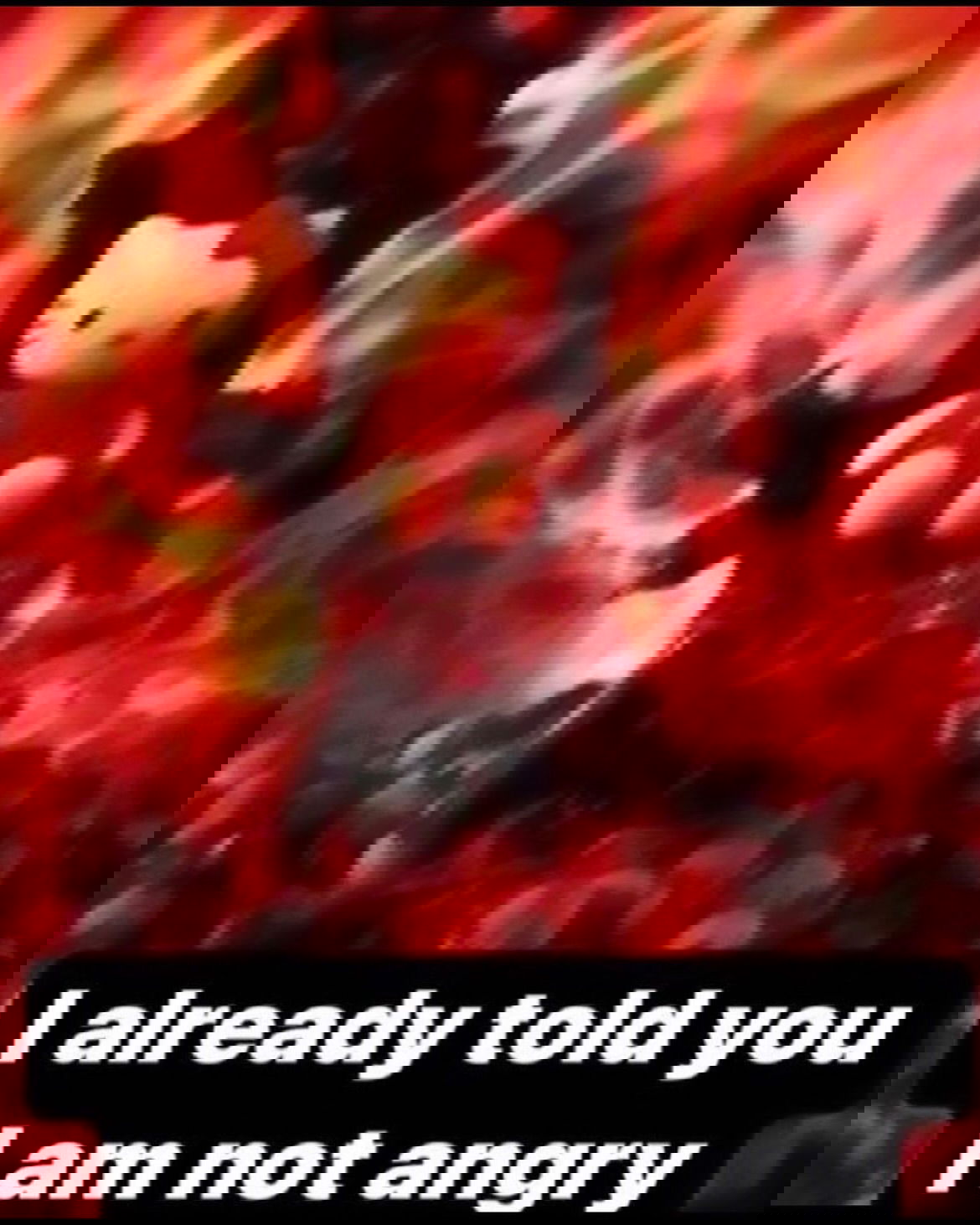 iamm3dusa instagram image archive image