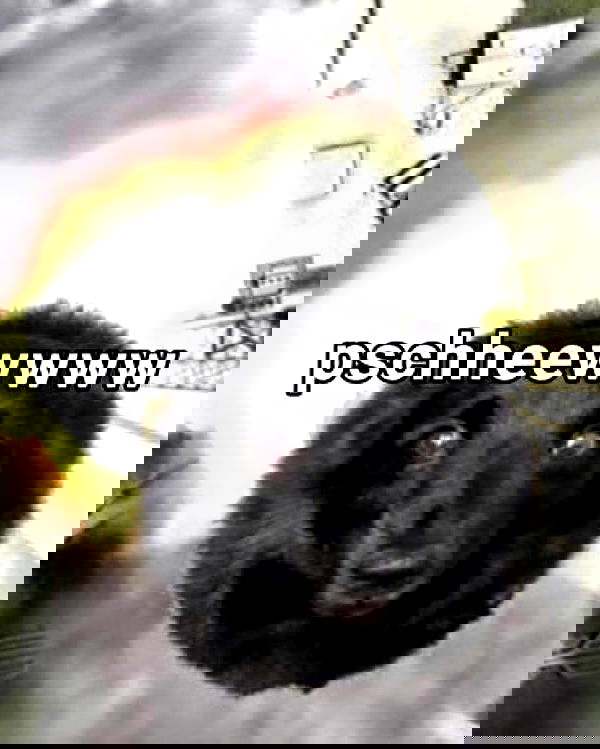 iamm3dusa image ~ Altpins