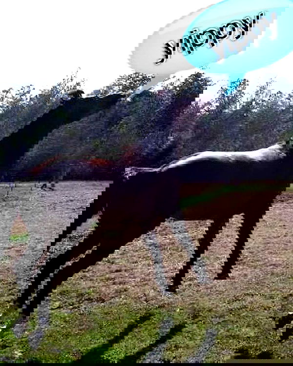 iamm3dusa image ~ Altpins