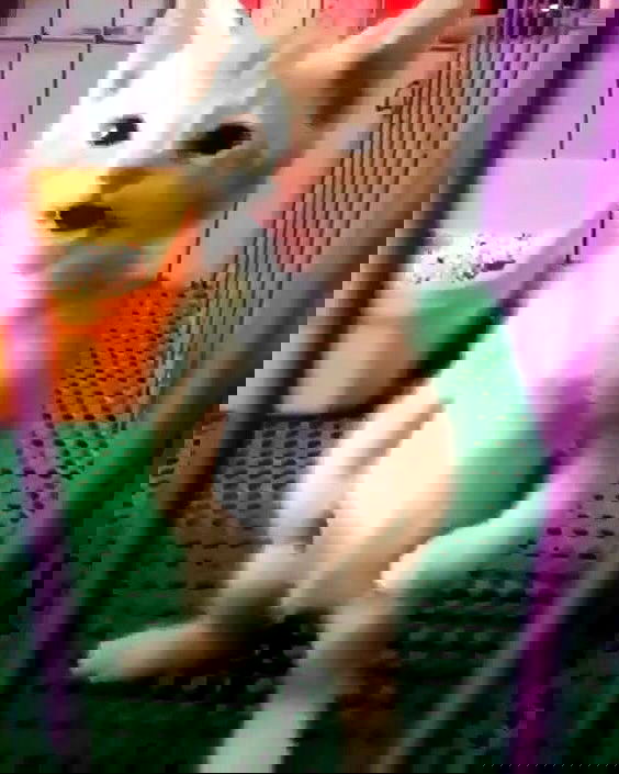 iamm3dusa image ~ Altpins