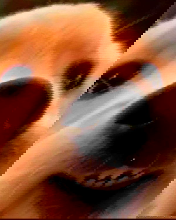 iamm3dusa image ~ Altpins