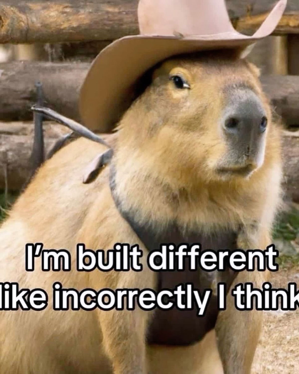 iamm3dusa instagram image archive image