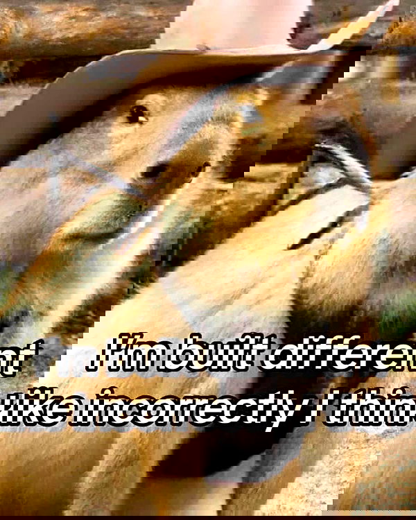 iamm3dusa image ~ Altpins