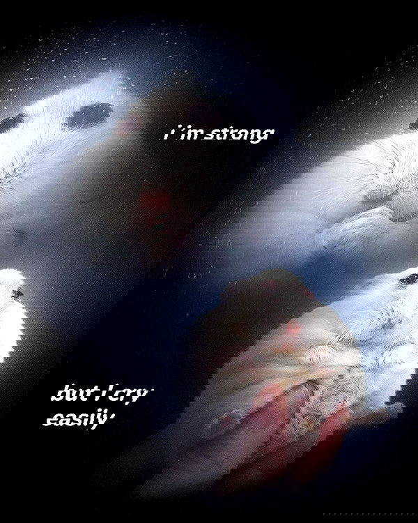 iamm3dusa image ~ Altpins