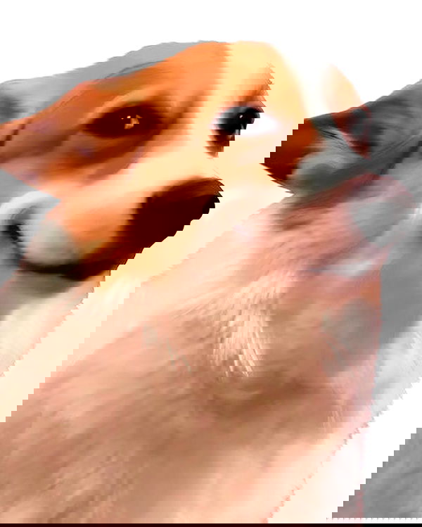 iamm3dusa image ~ Altpins