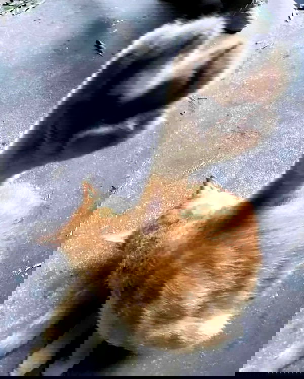 iamm3dusa image ~ Altpins