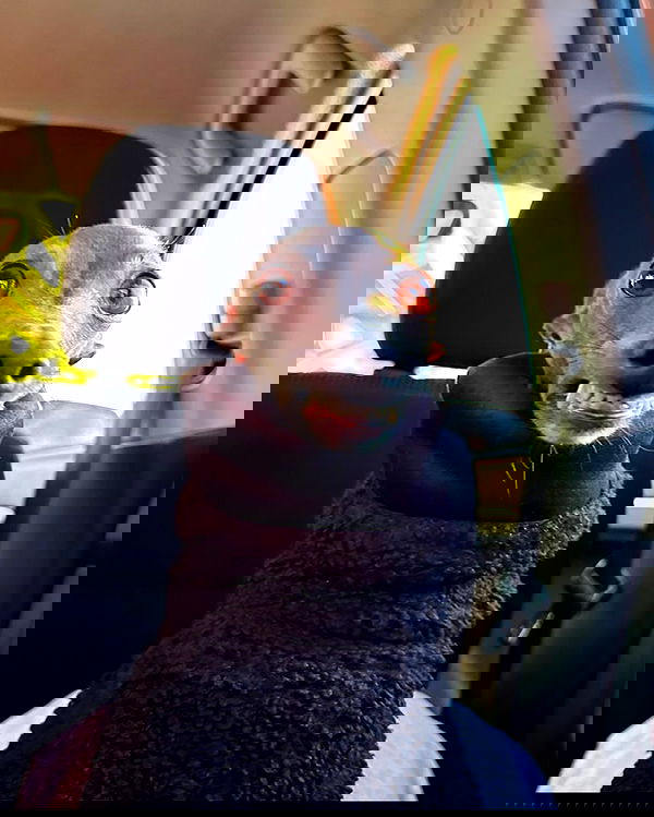 iamm3dusa image ~ Altpins