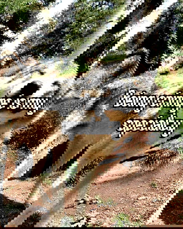 iamm3dusa image ~ Altpins