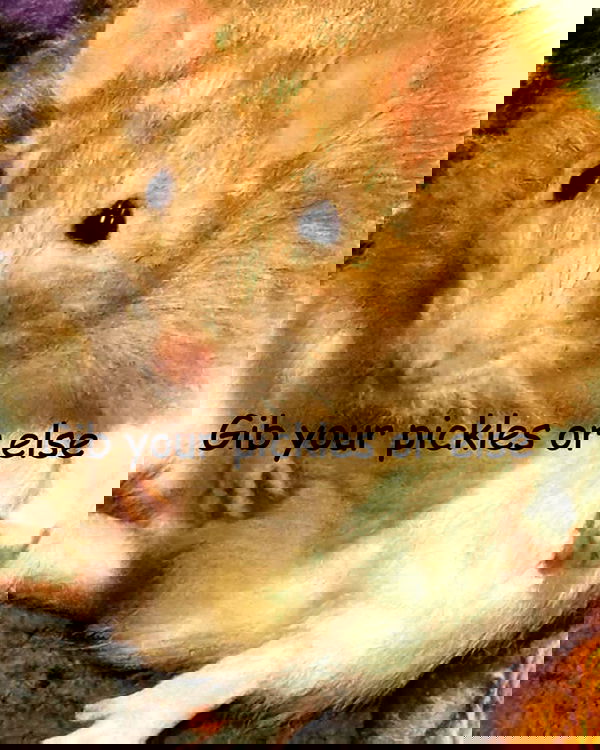 iamm3dusa image ~ Altpins