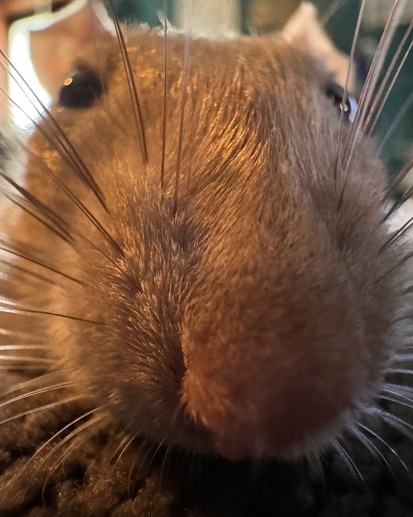 iamm3dusa instagram image archive image