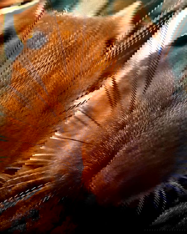 iamm3dusa image ~ Altpins