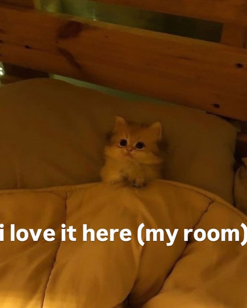 iamm3dusa instagram image archive image