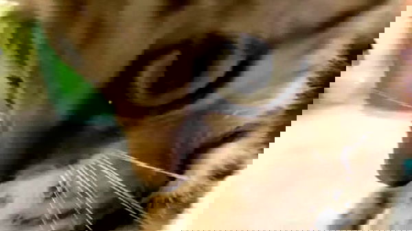 iamm3dusa image ~ Altpins