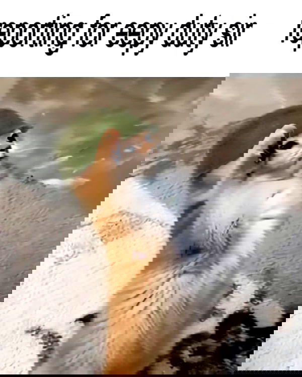 iamm3dusa image ~ Altpins