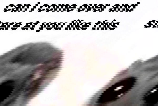 iamm3dusa image ~ Altpins