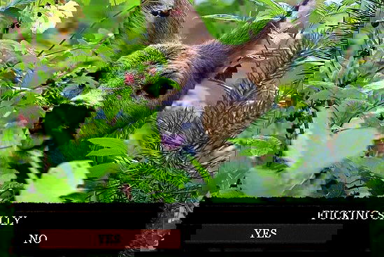 iamm3dusa image ~ Altpins