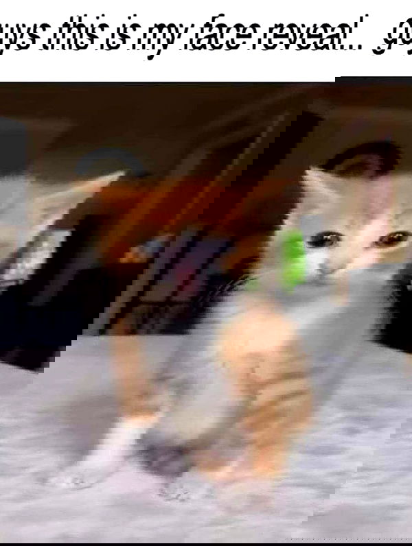 iamm3dusa image ~ Altpins