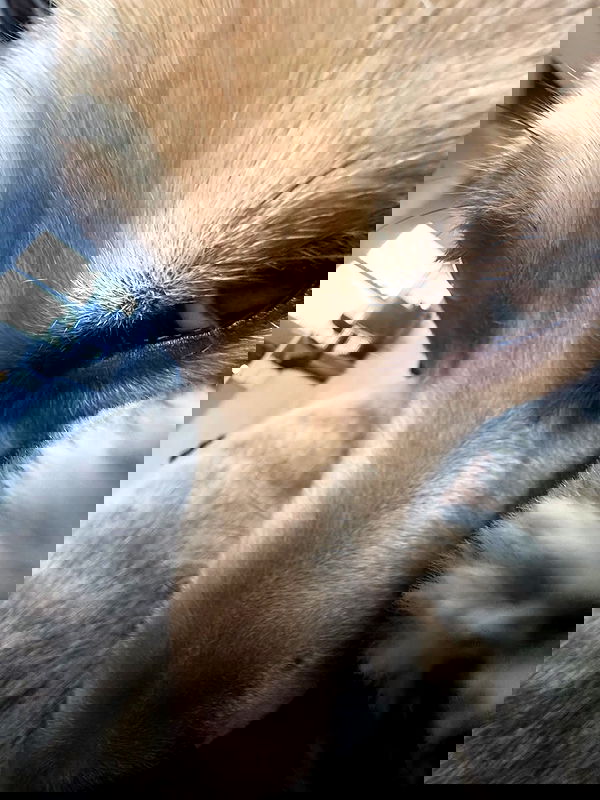 iamm3dusa image ~ Altpins