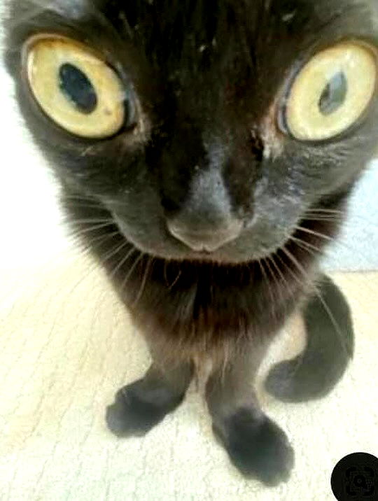 iamm3dusa image ~ Altpins