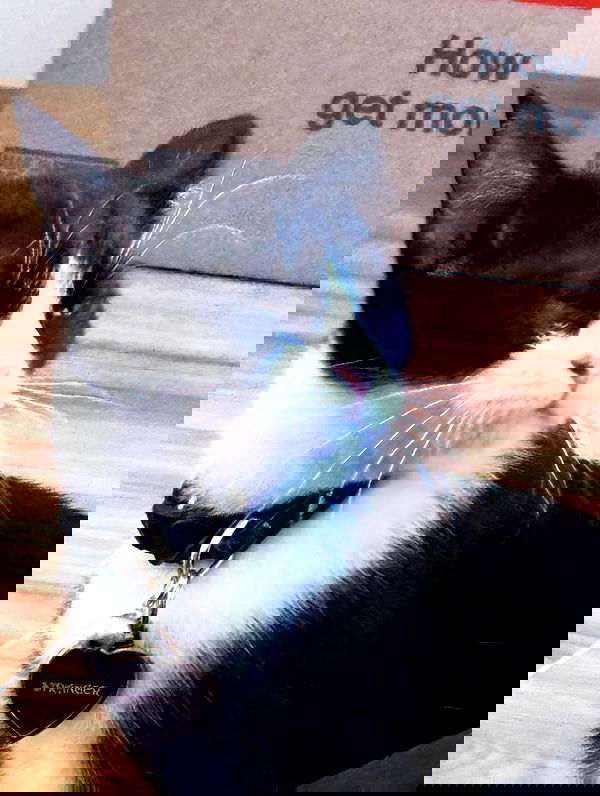 iamm3dusa image ~ Altpins