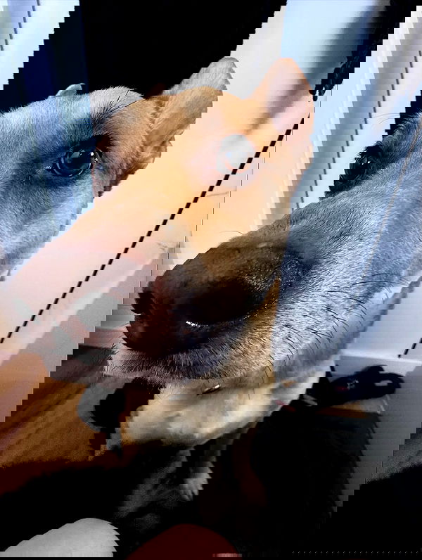 iamm3dusa image ~ Altpins