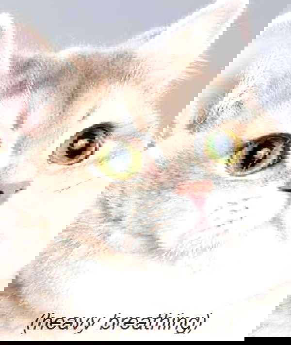 iamm3dusa image ~ Altpins