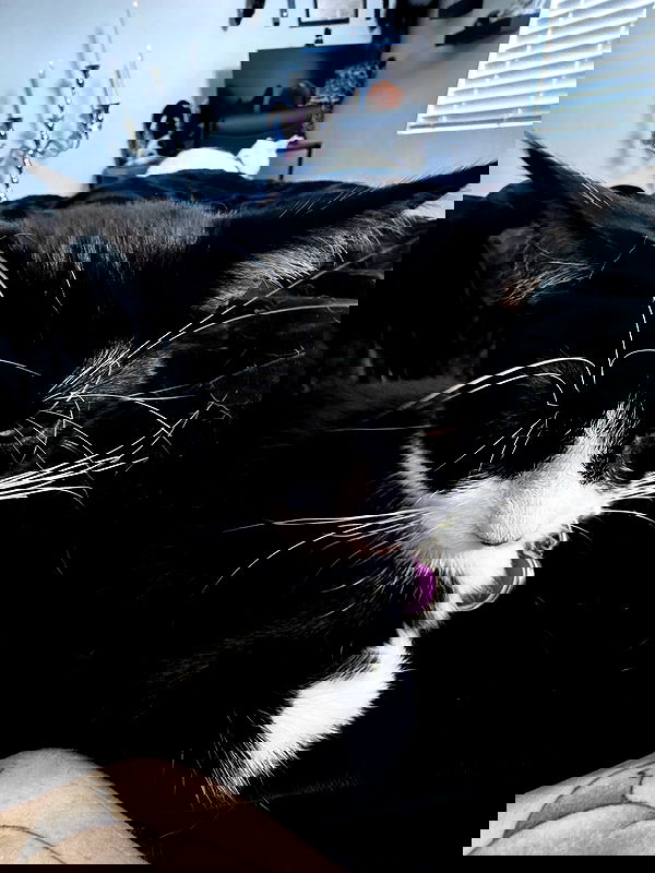 iamm3dusa image ~ Altpins