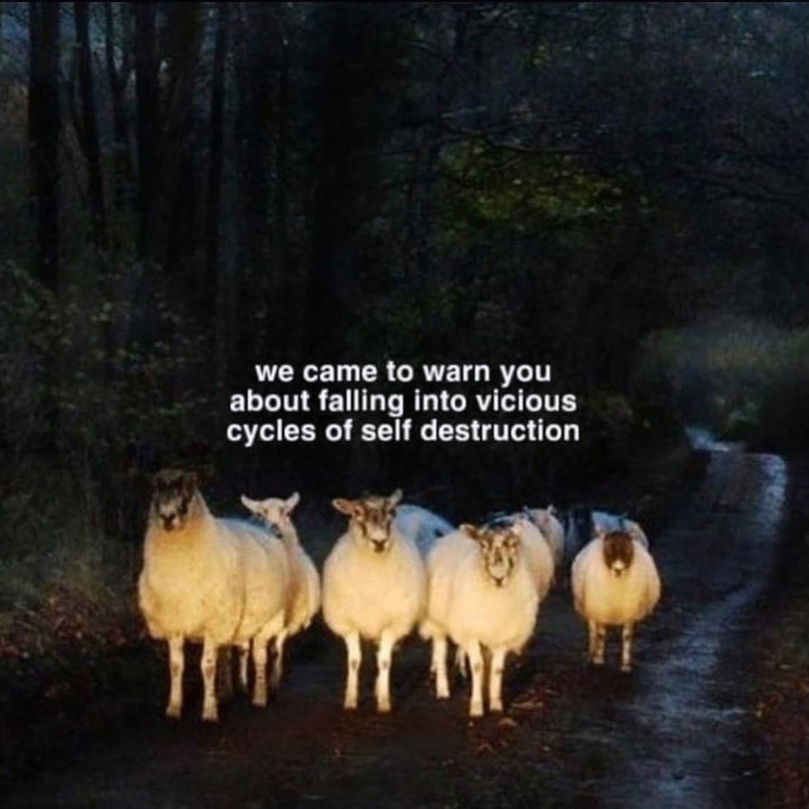 iamm3dusa instagram image archive image