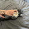 ifkissescouldleavecuts Altpins Profile Picture