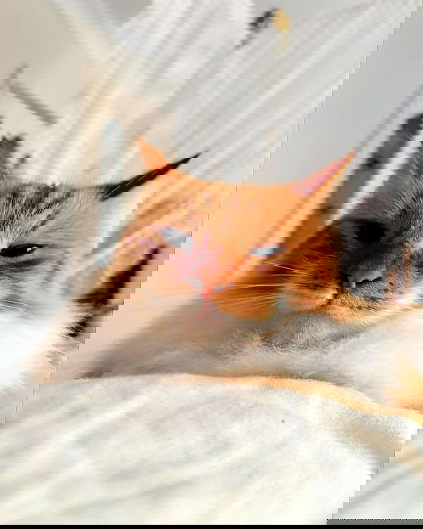 iheartpidge iheartpidge archive image