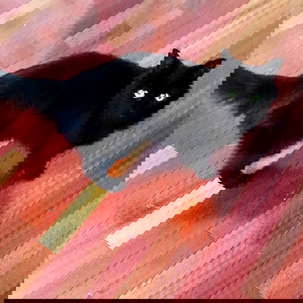 iluvmeww iluvmeww archive image