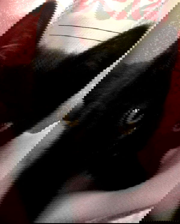 iluvmeww iluvmeww archive image