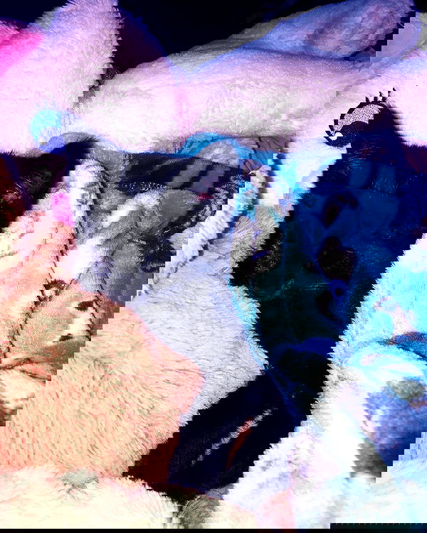 iluvmeww iluvmeww archive image