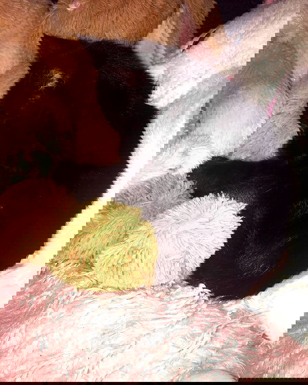 iluvmeww iluvmeww archive image