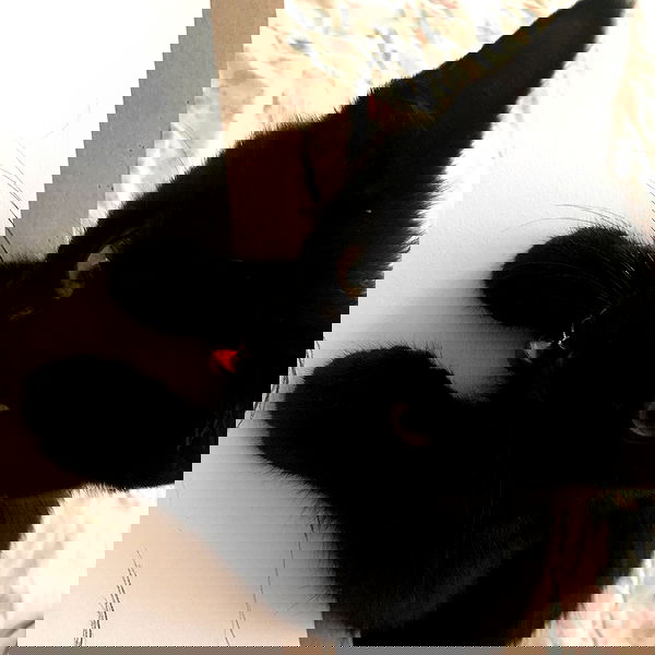 iluvmeww iluvmeww archive image