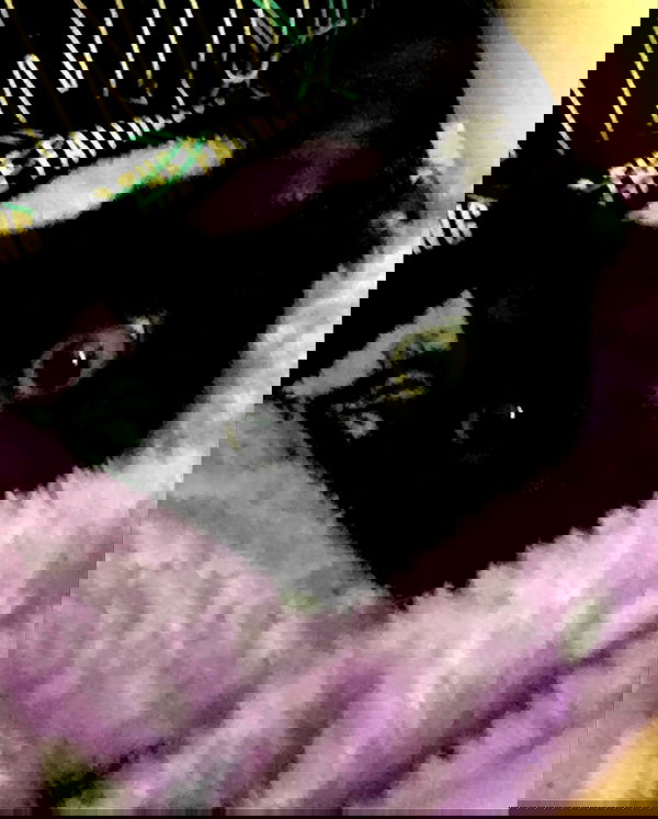 iluvmeww iluvmeww archive image