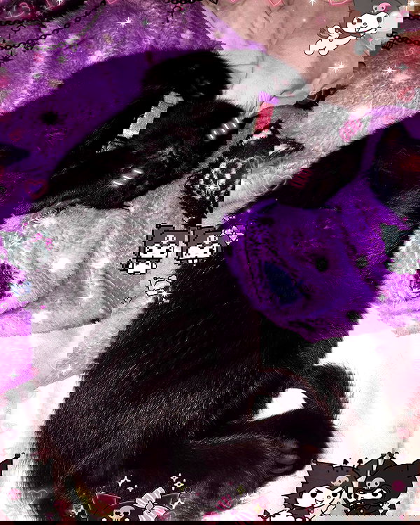 iluvmeww iluvmeww archive image