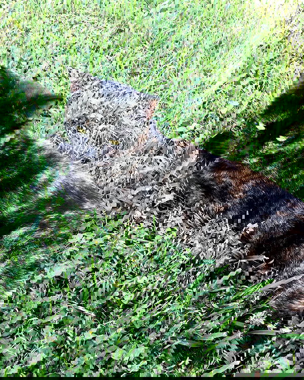 iluvmeww iluvmeww archive image