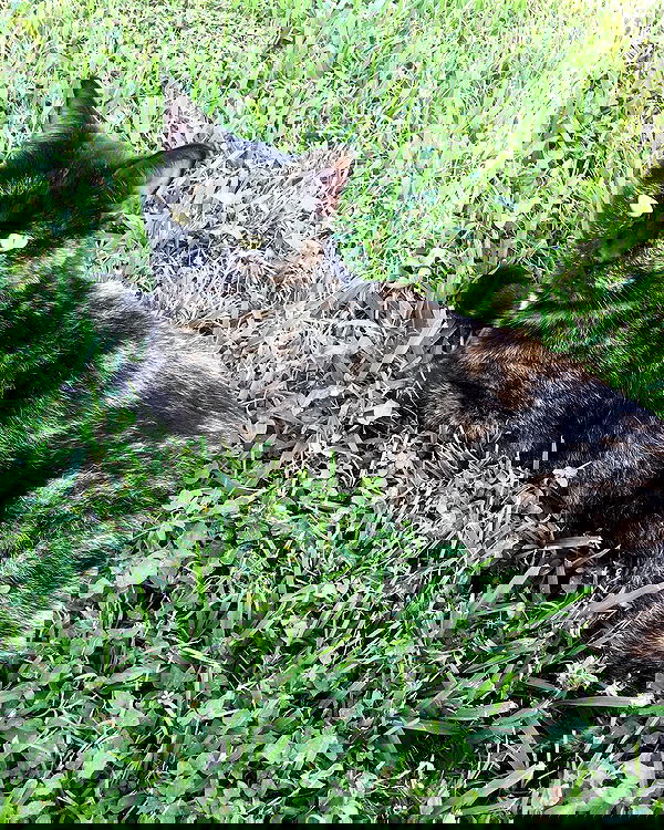 iluvmeww iluvmeww archive image