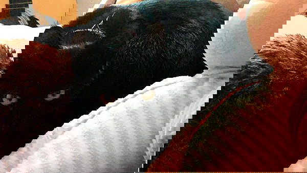 iluvmeww iluvmeww archive image