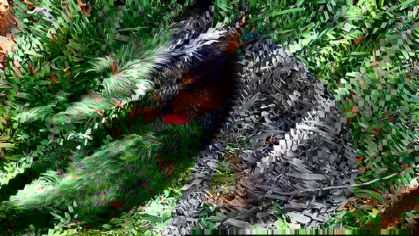 iluvmeww iluvmeww archive image