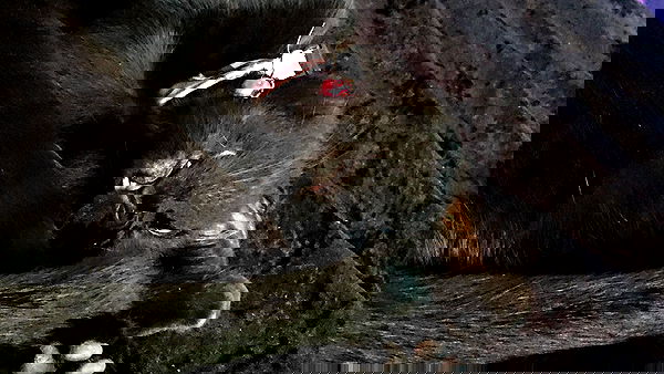 iluvmeww iluvmeww archive image