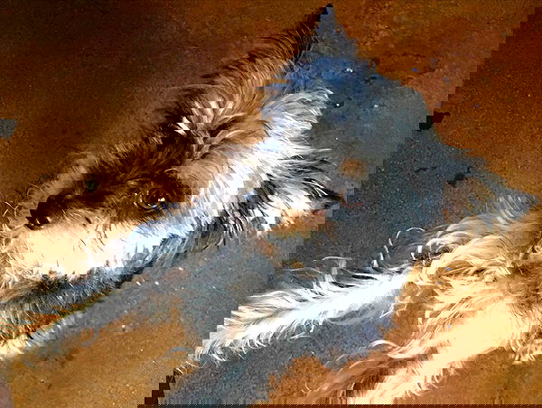 iluvmeww iluvmeww archive image