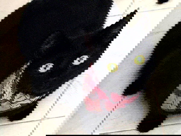 iluvmeww iluvmeww archive image